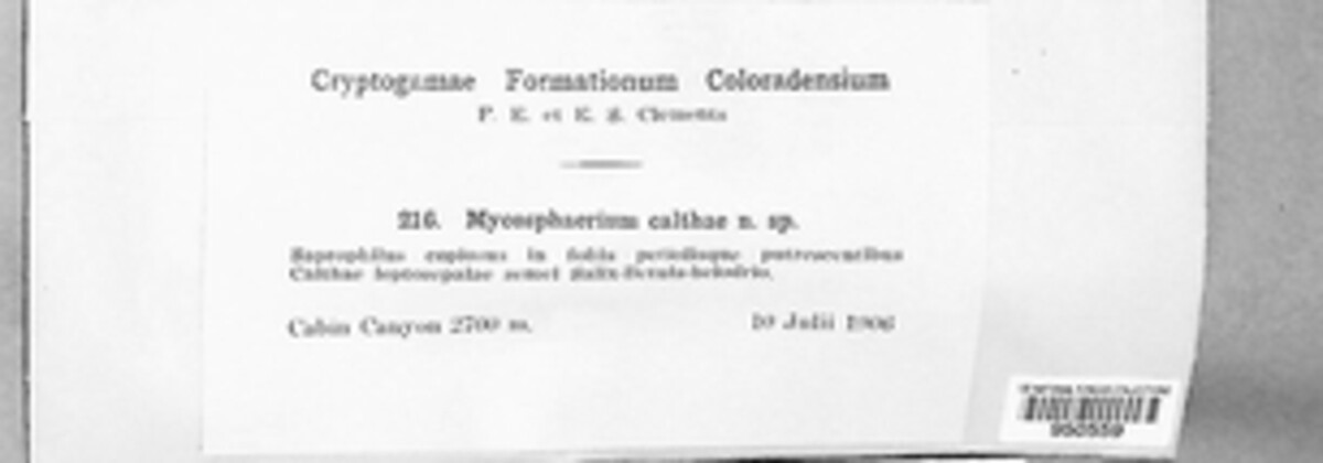 Mycosphaerella calthae image